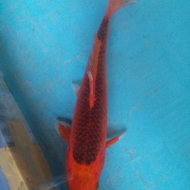 LUMAYAN30cm