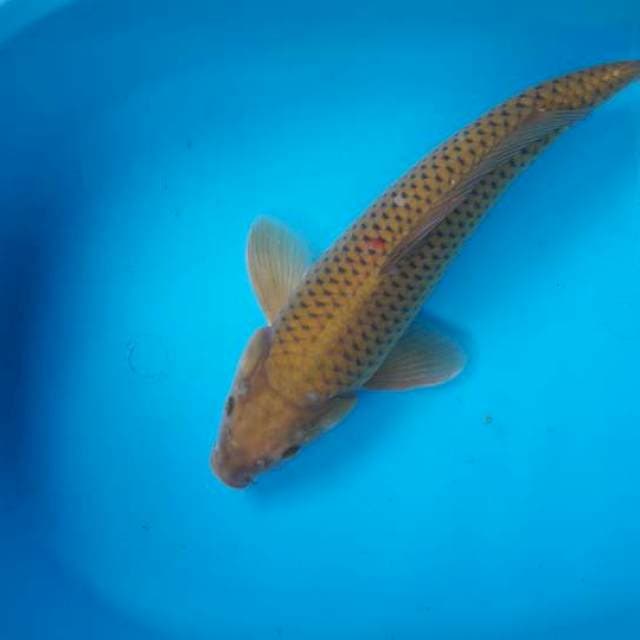 Chagoi