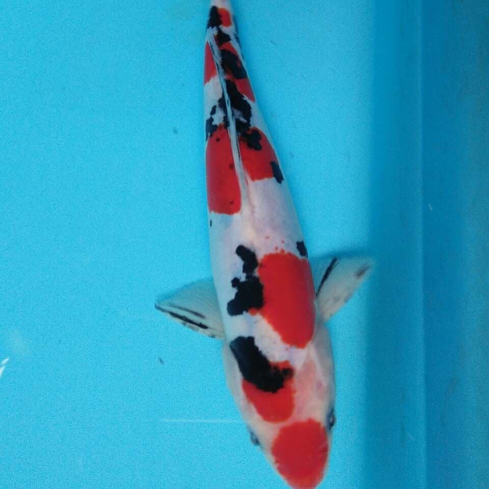 Sanke doitsu 27cm