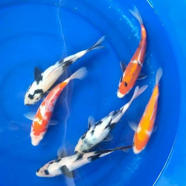 Mix
