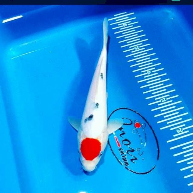 Tancho sanke 24 cm male