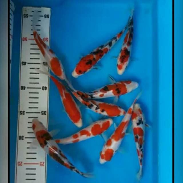 MIX SPESIAL KOHAKU SANKE