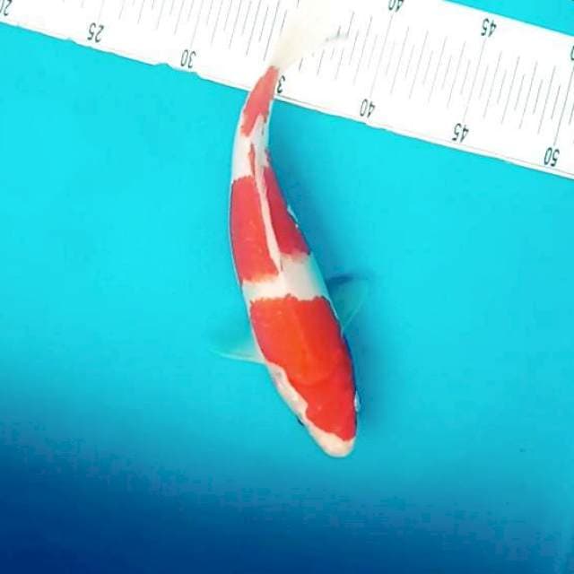 C. Kohaku Step 3 # 27cm
