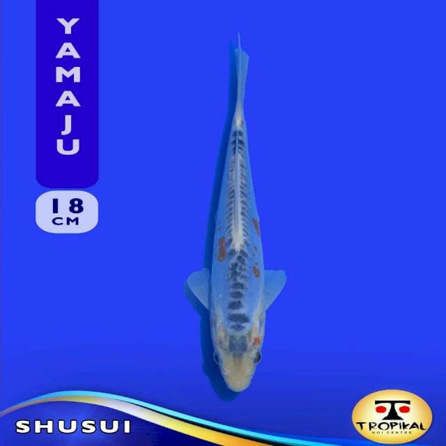 Shusui (Yamaju Farm) 18cm. Import & Sertifikat