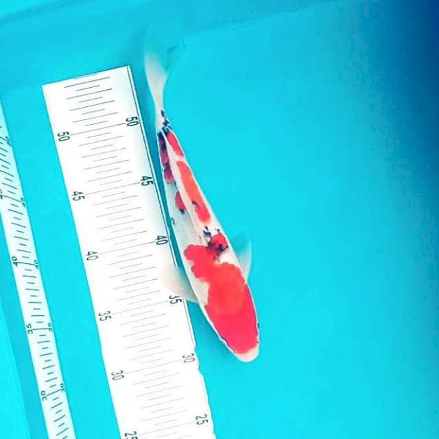 J. Taisho Shansoku # 28cm