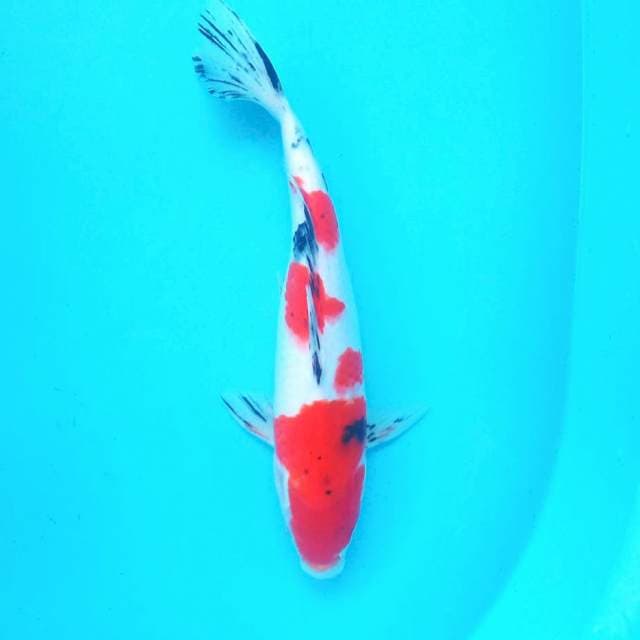 K. Sanke Mantap # 32cm