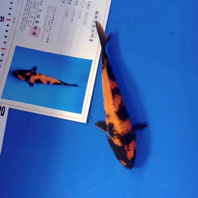 Hi utsuri serty import