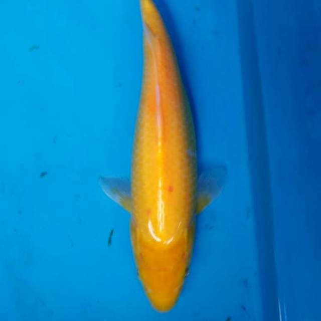 KARASI