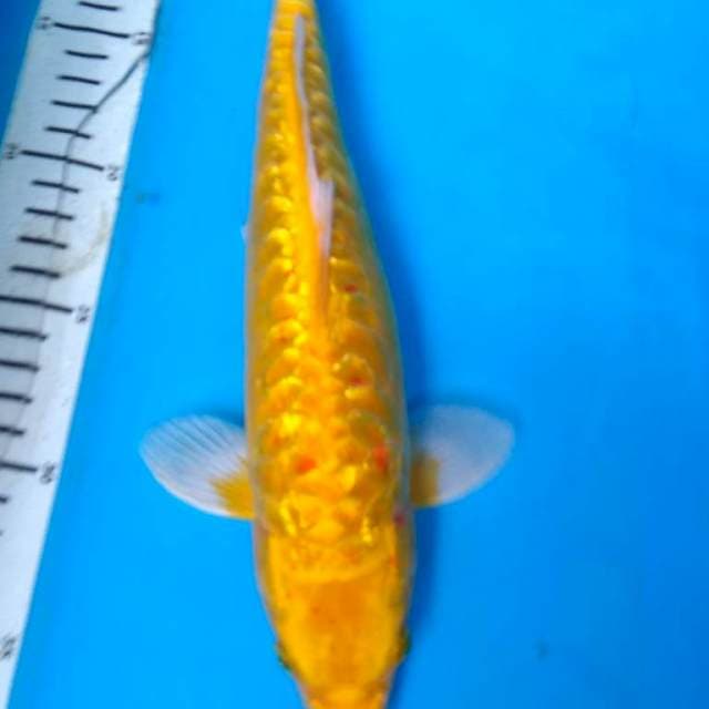 GOLD GINRIN