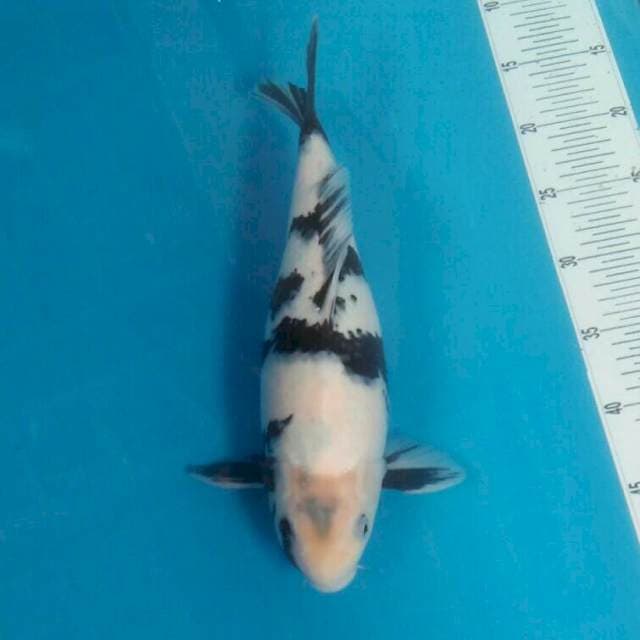 Shiro,35 cm
