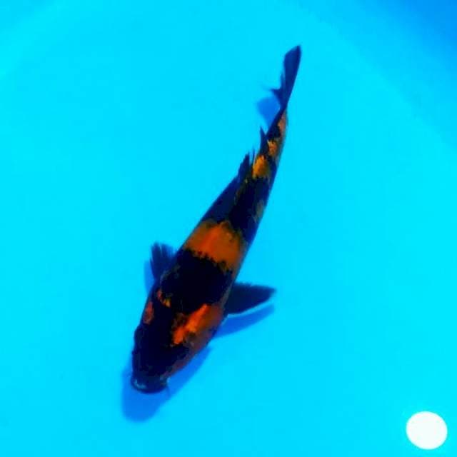Hi udsury 29 cm male