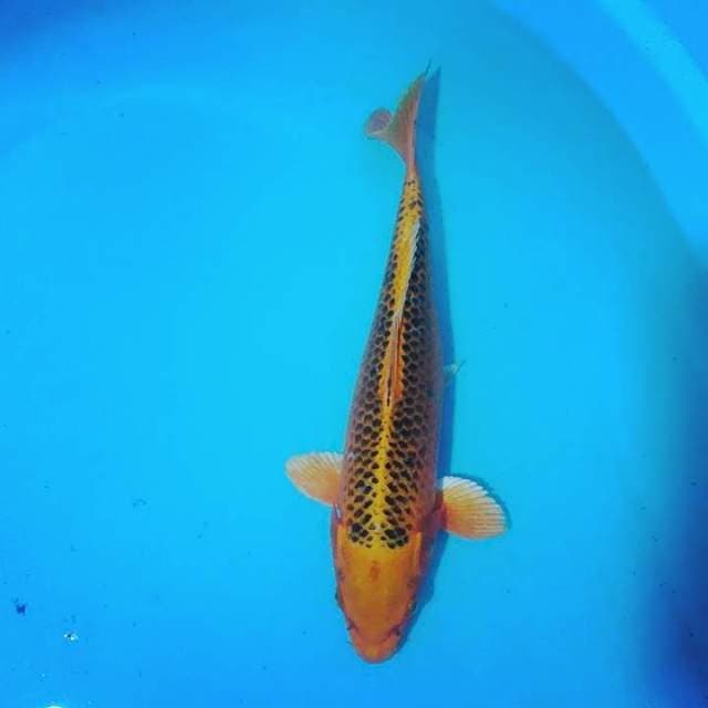 Ogon 34cm male