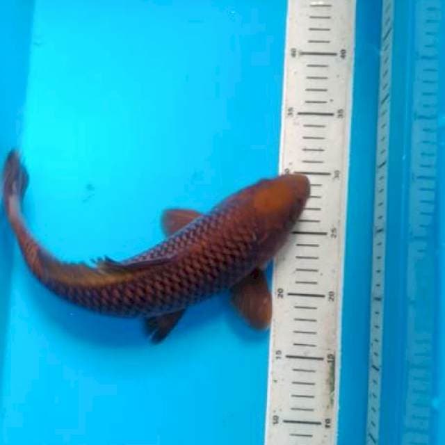 35 cm chagoi tembaga