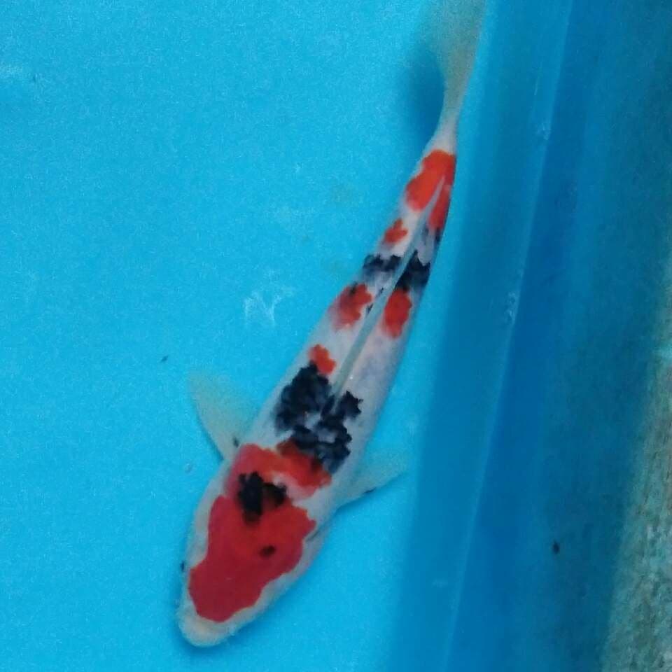 Sanke 22cm