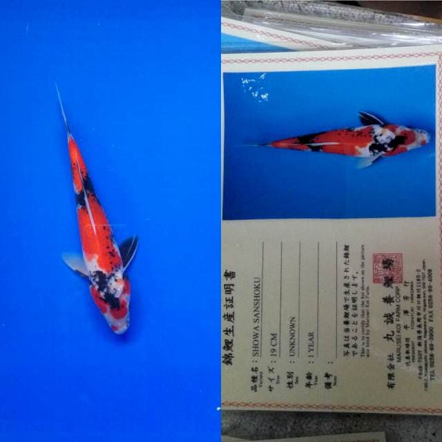 Showa import marusei
