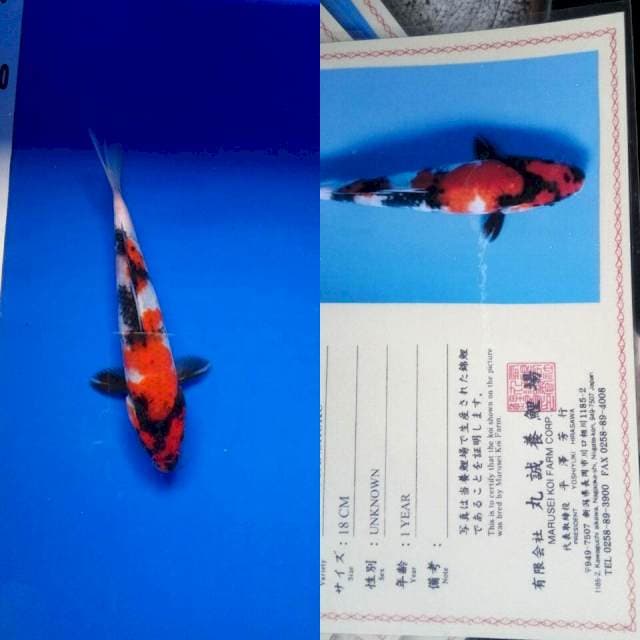 Showa import marusei