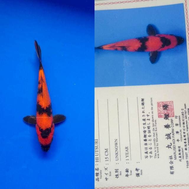 Hiutsuri import marusei