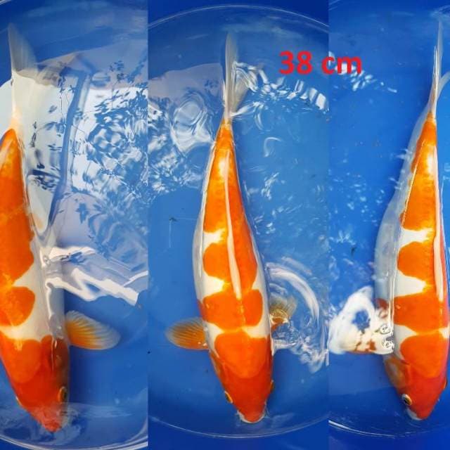Kohaku Doitsu 38cm