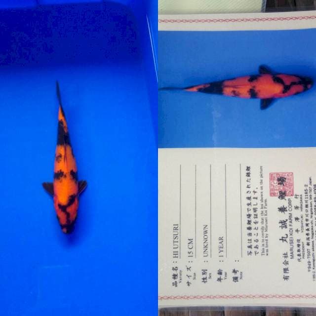 Hiutsuri import marusei