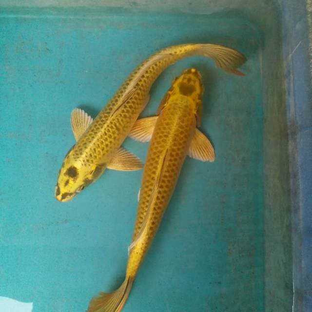 Lumayan2 28,29cm