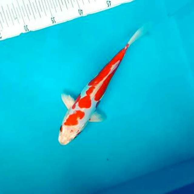 Kikushui*26cm