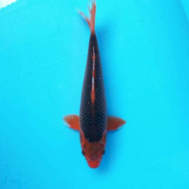 Hi asagi*27cm