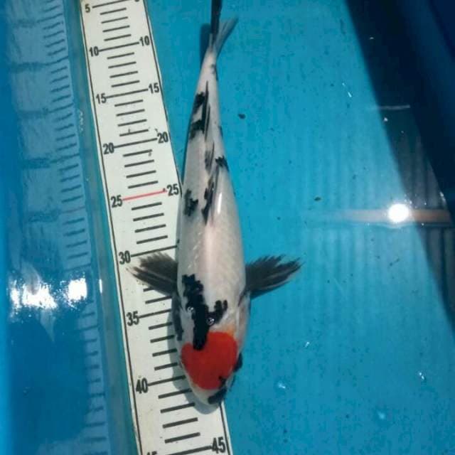 Tanco showa tategoi 35 cm