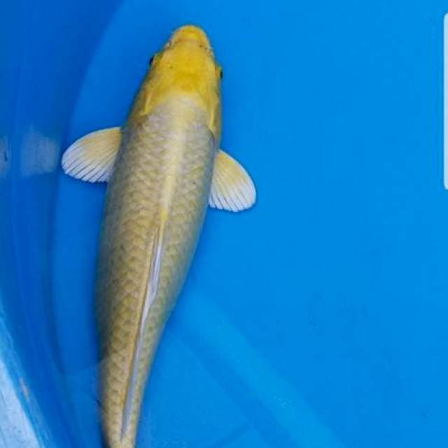 Yamabuki Ogon