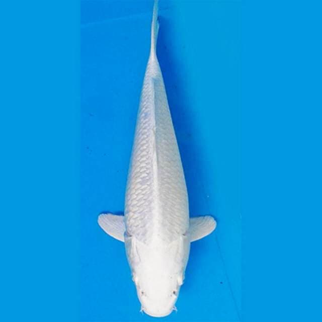 Platinum 36 cm