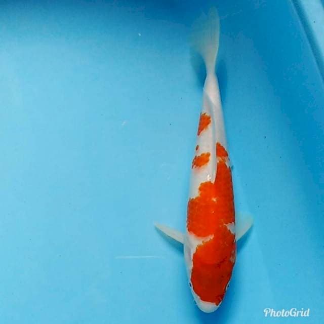 Kohaku original