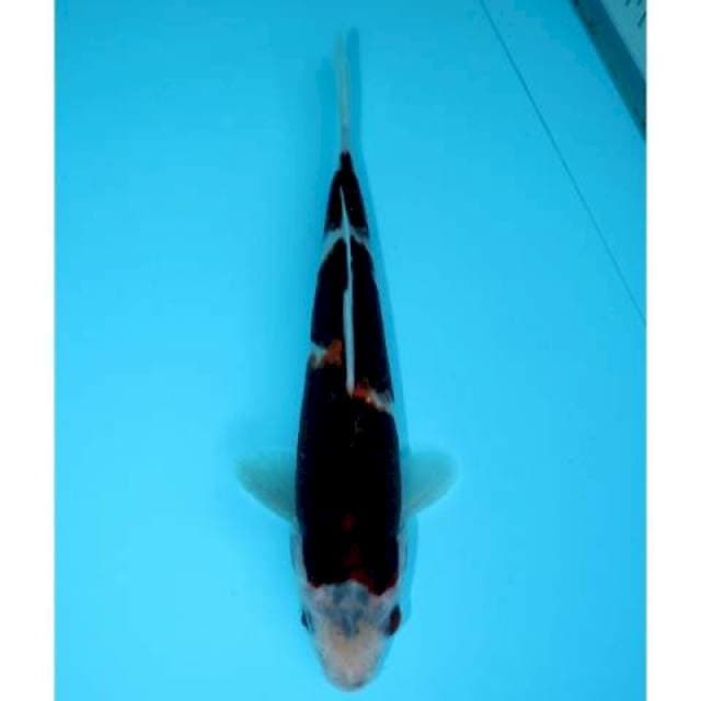 BUDO GOROMO 22 CM