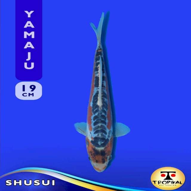 Shusui (Yamaju Farm) 19cm. Import & Sertifikat
