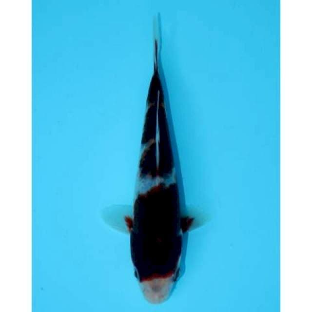 BUDO GOROMO 15 CM