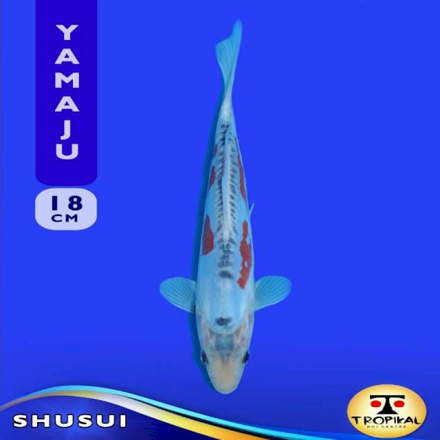 Shusui (Yamaju Farm) 18cm. Import & Sertifikat