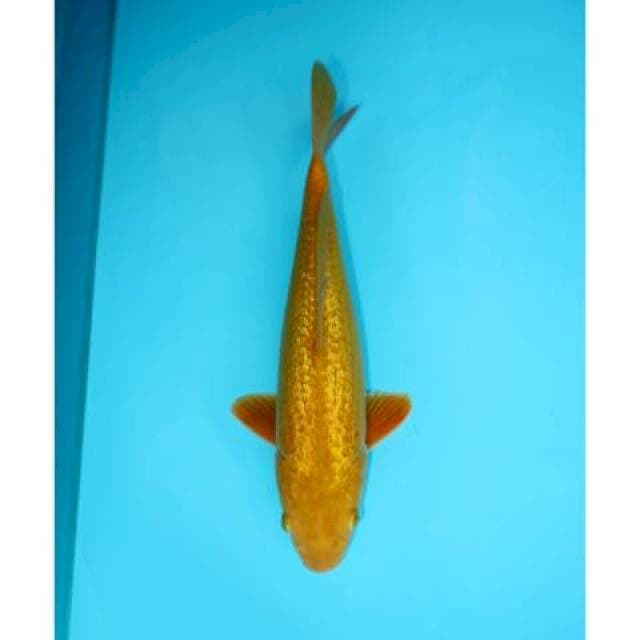 KI GOI GINRIN 28 CM