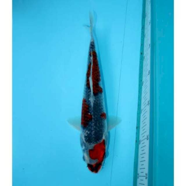 GOSHIKI 27 CM
