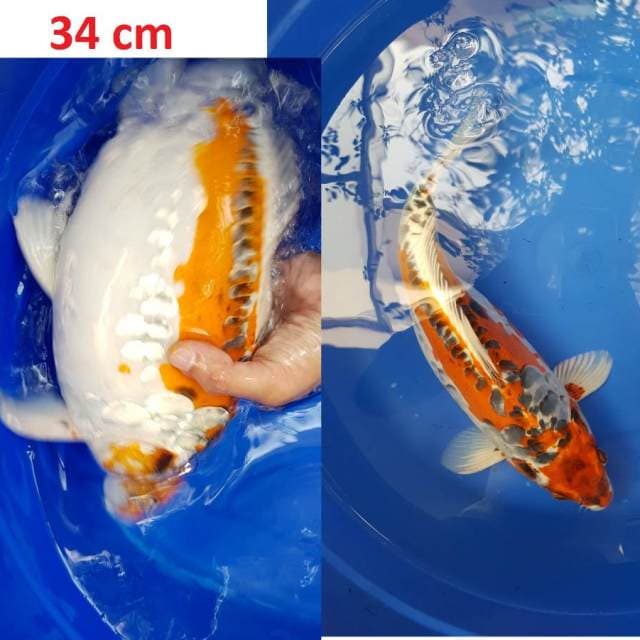 Kinsui Body Tebal 34 cm
