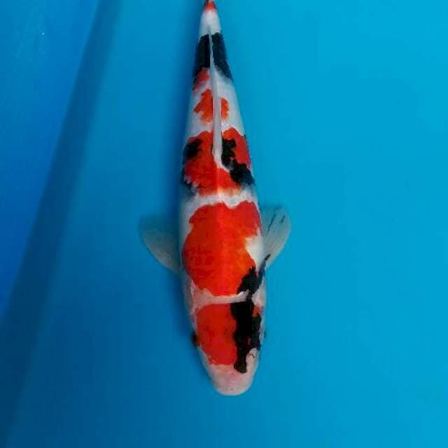 Showa maruten 35 cm