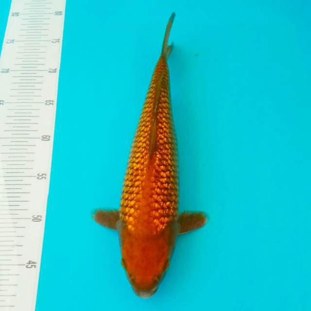 Chagoi istimewa 34 cm
