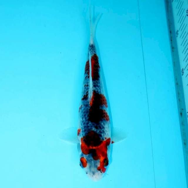 GOSHIKI SANDAN 20 CM