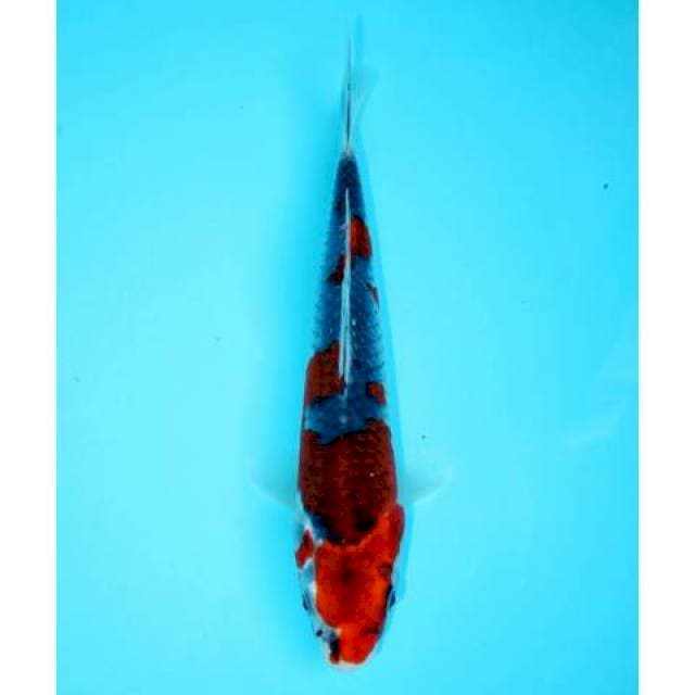 GOSHIKI 23 CM