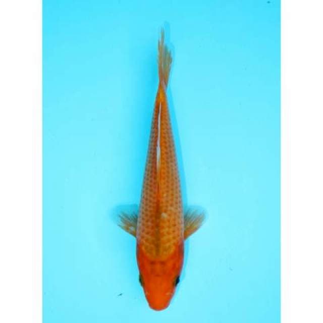 HI ASAGI 20 CM