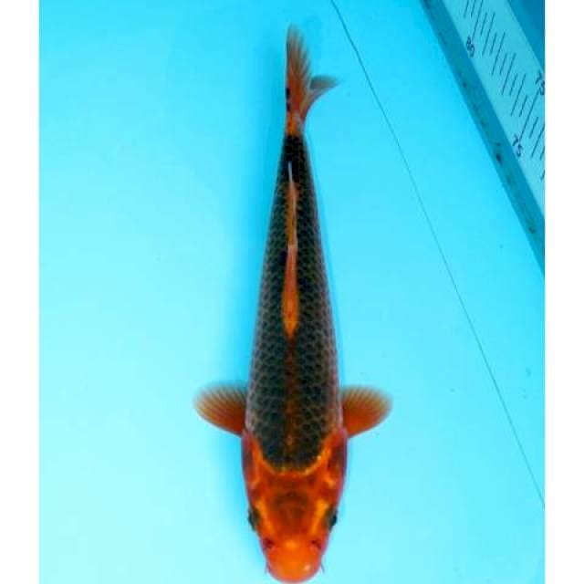 AKA MATSHUBA 22 CM