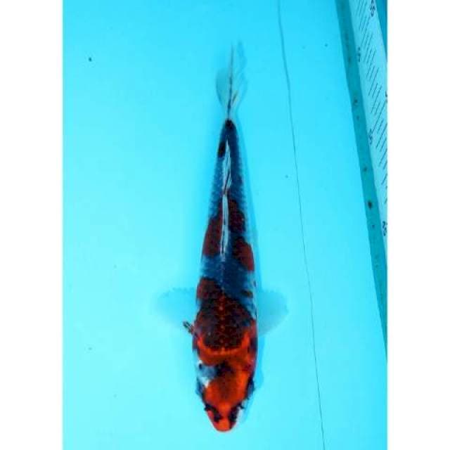 GOSHIKI 20 CM