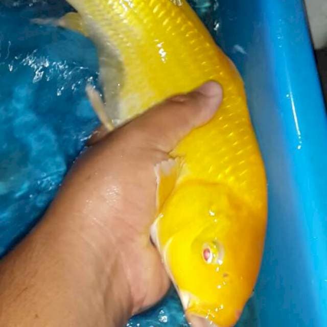 karasi mata merah jantan 38 cm