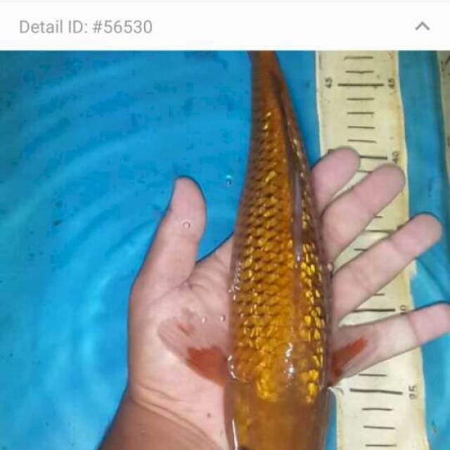 tembaga ginrin 34 cm