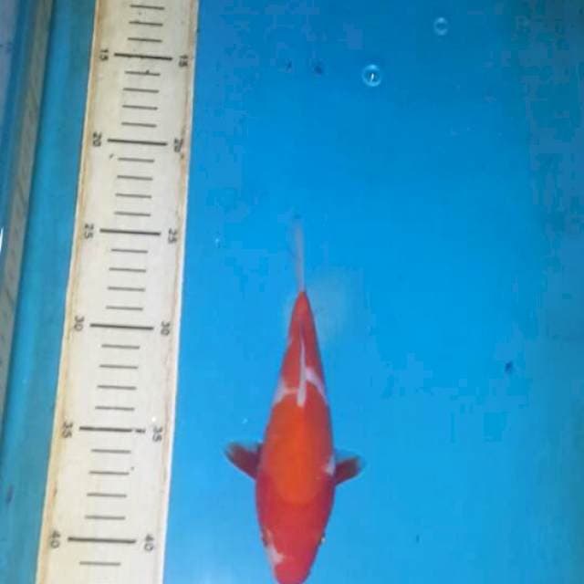 kohaku short body 18 cm