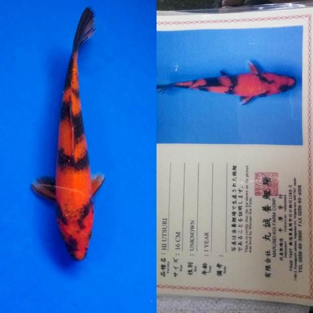 Hiutsuri import marusei