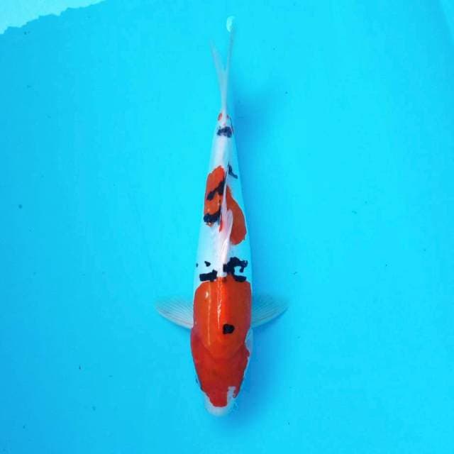 4. Doitsu Sanke || 32 cm