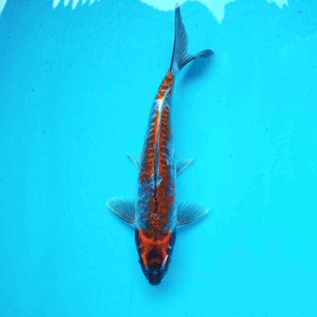 5. Kawarimono Halloween || 30 cm